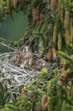 Common kestrel (Falco tinnunculus), young birds not yet ready to fly in the nest,