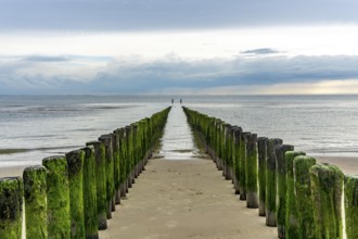 North Sea coast in Zeeland, called Zeeland Riviera, breakwater, made of wooden piles, near