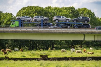 Lorry on the A40 motorway, bridge over the Ruhr and Styrumer Ruhrauen, herd of cattle, dairy cows