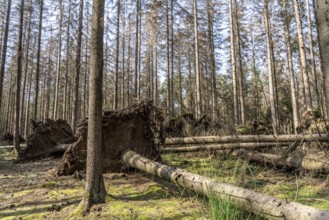 Forest dieback in Arnsberg Forest, northern Sauerland, dead spruce trees, partly uprooted,