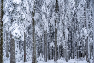 Snow-covered spruce trees, winter in Sauerland, Hochsauerlandkreis, at Kahler Asten, near