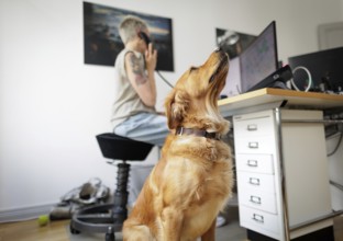 Symbolic image on the subject of office dogs. A Golden Retriever lying in an office, taken in