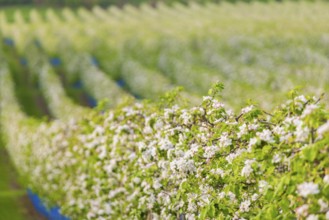 Orchards in bloom near Wittgensdorf in the Eastern Ore Mountains, Wittgensdorf, Saxony, Germany,