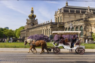 The lilacs bloom magnificently at the Zwinger moat, Dresden, Saxony, Germany, Europe