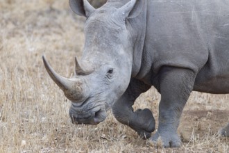 Southern white rhinoceros (Ceratotherium simum simum), adult female walking, head close-up,