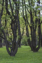 Trees in the evening in the spring park