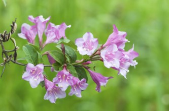 Weigela flowering branch in the botanical garden in spring