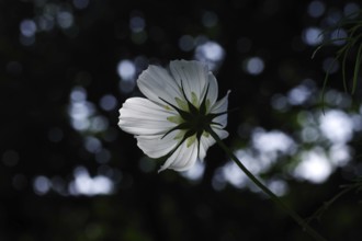 Ornamental basket (Cosmos bipinnatus), flower, illuminated, from behind, atmospheric, close-up,