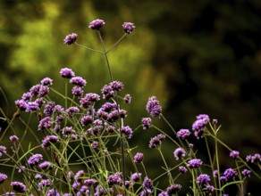 Nature, Plant, Verbena, Verbena officinalis, Verbena officinalis