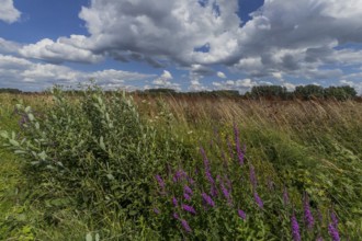 Flower meadow, weather, cloudy, nature, East Westphalia, Germany, Europe