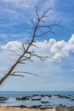 Fishing boats on the coast, tree, dead, clouds, blue sky, picturesque, travel photo, longtail boat,