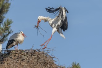 Pair of white stork (ciconia ciconia) building their nest in spring. Bas Rhin, Alsace, France,