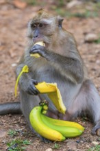 Monkey with banana in temple Wat Sok Tham, macaque, mammal, gazing, gazing, wild, free-living,