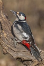 Great Spotted Woodpecker (Dendrocopos major) on a branch in the forest. Bas-Rhin, Alsace, Grand