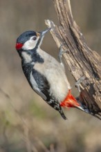 Great Spotted Woodpecker (Dendrocopos major) on a branch in the forest. Bas-Rhin, Alsace, Grand