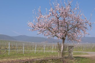 Flowering almond tree (Prunus dulcis) in a vineyard, Southern Palatinate, Rhineland-Palatinate,