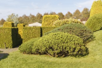 Cottage garden with green lawn, trees, hedges, trimmed bushes and large mountain pines. Modern