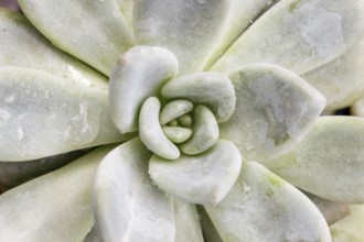 Beautiful succulent plant in greenhouse. Closeup, floral patterns, selective focus