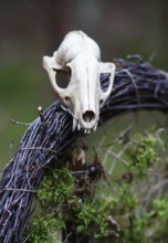 A small skull of an animal on a wreath of branches and moss. Pagan symbols, witches, Wicca