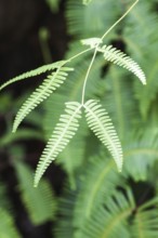 Ornamental green fern leaves in the jungle