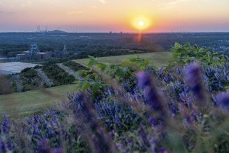 View from the Hoheward spoil tip, at sunset, to the west, Ewald mine, UNIPER Scholven combined heat