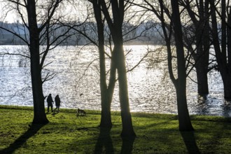 Rhine meadows near Duisburg-Neuenkamp, slight flooding, flooded meadows, bare trees in winter,