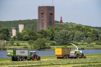 Hay harvest, on a Rhine meadow near Duisburg-Beeckerwerth, a forage harvester picks up the cut