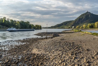 The Rhine at extremely low water, near Bad Honnef Rhöndorf, below the Drachenfels, Nonnenwerth