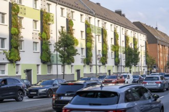 Facade greening on apartment blocks, on Gladbecker Straße, B224, to filter nitrogen oxides and fine