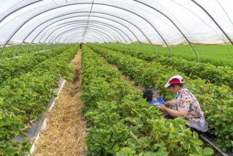 Harvesting strawberries, harvest helper, strawberry cultivation in the open field, under a foil