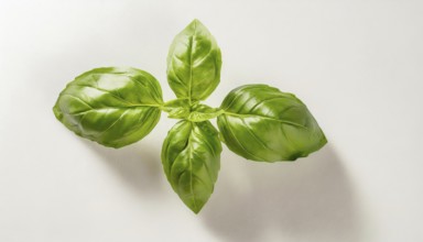 Food, herbs, a sprig of basil in front of a white surface, AI generated, AI generated