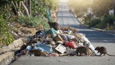 Symbolism, a pile of rotting rubbish on the side of the road, with rats on it, AI-generated,