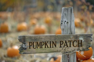 Wooden sign with text 'Pumpkin patch' with orange pumpkins in background. Generative AI, AI