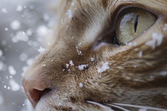 Close up of cat's face covered in snowflakes. Generative Ai, AI generated