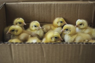 Box full of young chicks KI generiert, generiert. KI generiert, generiert, AI generated