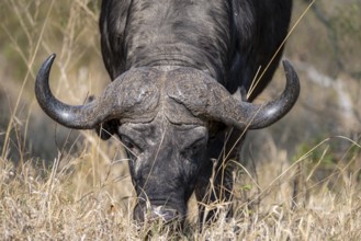 African buffalo (Syncerus caffer caffer) grazing, head shot, Kruger National Park, South Africa,