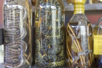 Choum, rice liquor, rice wine with pickled scorpions and snakes for sale, Laos, Asia