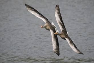 Two greylag geese (Anser anser) in flight over calm waters, with wings spread and synchronised