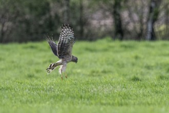 Hen harrier (Circus cyaneus), Emsland, Lower Saxony, Germany, Europe