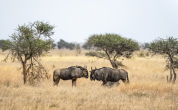 Blue wildebeests (Connochaetes taurinus) in dry grass, African savannah, Kruger National Park,