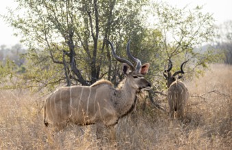 Greater Kudu (Tragelaphus strepsiceros) in dry grass, two adult males, Kruger National Park, South