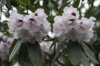 Rhododendron flower (Rhododendron sutchuenense Hybride), Emsland, Lower Saxony, Germany, Europe