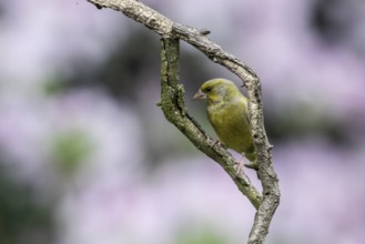 European greenfinch (Carduelis chloris), Emsland, Lower Saxony, Germany, Europe