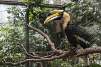 Great hornbill (Buceros bicornis), Walsrode Bird Park, Lower Saxony, Germany, Europe