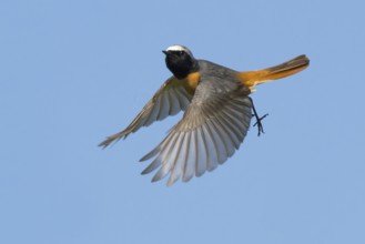 Dynamic view of a common redstart (Phoenicurus phoenicurus), male, in flight against a blue