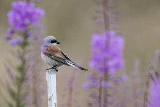 Red-backed shrike (Lanius collurio), Emsland, Lower Saxony, Germany, Europe