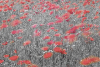 Corn poppy (Papaver rhoeas), Swabian Alb, Baden-Württemberg, Germany, Europe