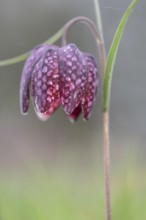 Snake's head fritillary (Fritillaria meleagris), Emsland, Lower Saxony, Germany, Europe