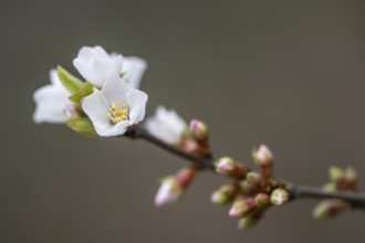 Japanese almond cherry (Prunus tomentosa), Emsland, Lower Saxony, Germany, Europe