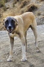 Kangal Shepherd dog along the road, Turkey, Asia